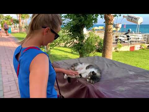 Видео: Котики в Алании или как живут коты в Турции! Хочу быть турецким котом Аланья Турция