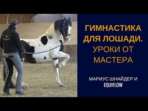 Видео: Гимнастика для лошади. Уроки мастерства работы в руках и на корде.