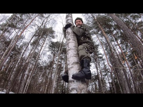 Видео: Моя встреча с тигром, или 2 способа быстро залезть на дерево
