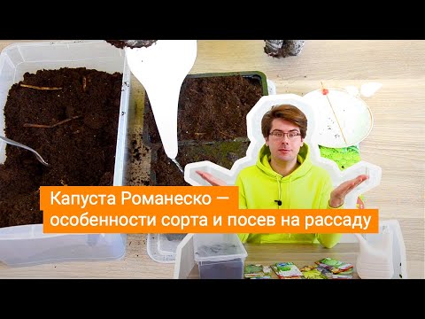 Видео: Капуста Романеско — особенности сорта и посев на рассаду