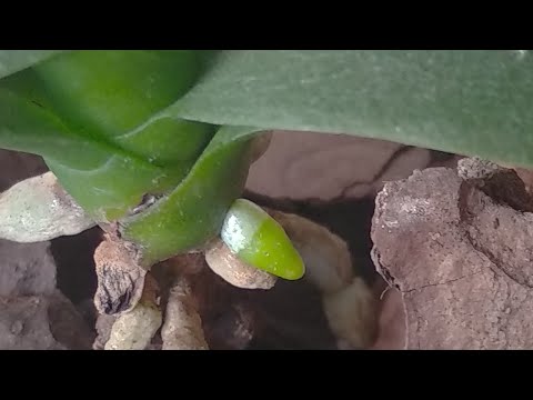 Видео: ОТ КЕРАМЗИТА корни орхидеи НЕ ГНИЮТ! НО КОРА корни орхидеи КОРМИТ! КОМПРОМИСС укоренения орхидеи!