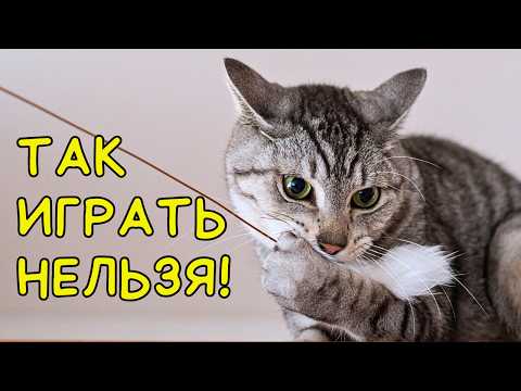 Видео: Как НЕЛЬЗЯ ИГРАТЬ С КОШКОЙ  - 6 опасных ошибок (ты точно их делал)