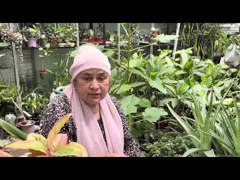 Видео: ОБЗОР НАШИХ ЦВЕТОВ В ОЧЕРЕДНОМ ОБЗОРЕ