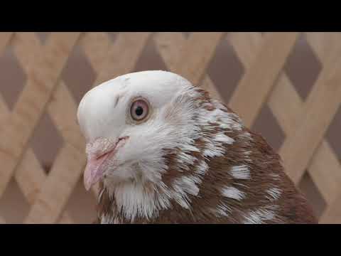 Видео: Ф. 286.ч 1.