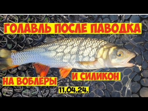 Видео: Воблеры на ГОЛАВЛЯ весной! Как ловить ГОЛАВЛЯ весной на спиннинг! РЫБАЛКА в апреле! Голавль на джиг!