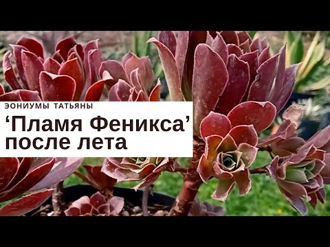 Видео: Привожу в порядок 'Феникс Флейм' ('Пламя Феникса') После лета