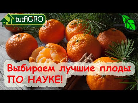 Видео: СЕКРЕТНЫЙ СПОСОБ, КОТОРЫЙ НИКТО НЕ ЗНАЕТ! Как выбрать самые вкусные апельсины и мандарины!