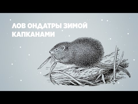 Видео: Лов ондатры зимой капканами