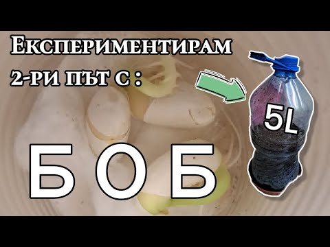 Видео: Експериментирам с БОБ (ноември) 🌱🫘 | Втори път 