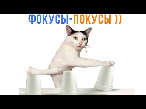 Видео: КОШАЧЬИ ФОКУСЫ ))) Приколы | Мемозг 1669