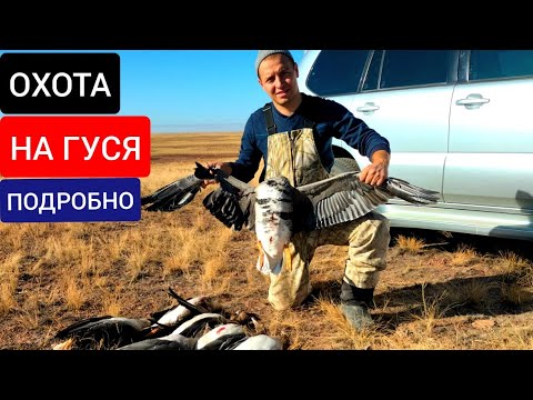 Видео: ОХОТА НА ГУСЯ В ДЕТАЛЯХ! ОСЕНЬ 2022! АКМОЛИНСКАЯ ОБЛАСТЬ! КАЗАХСТАН! GOOSE HUNTING