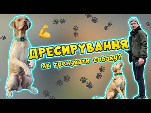 Видео: Дресирування собаки! Як дресирувати собаку? Як організувати собаче тренування?