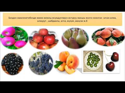 Видео: Шерматова Гүлайым Кубанычбековна, Өсүмдүк селекциясы