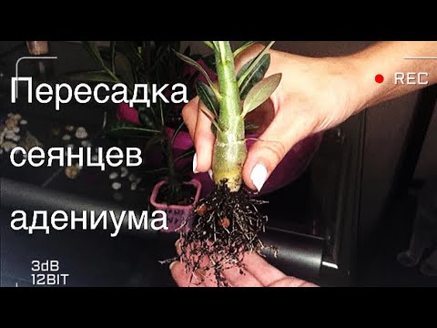 Видео: Адениум. Пересадка сеянцев в 4 месяца.