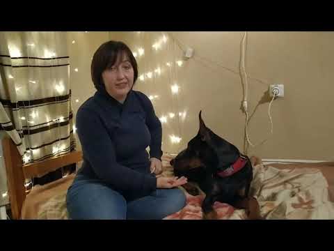 Видео: ОТВЕЧАЮ НА ВОПРОСЫ | ХОЧУ ДОБЕРМАНА