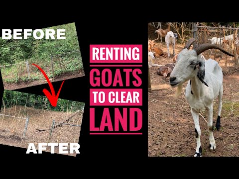 Видео: УБОРКА КОЗ: Аренда коз для вашего заднего двора // ДО, ВО ВРЕМЯ И ПОСЛЕ УБОРКИ ЗЕМЛИ