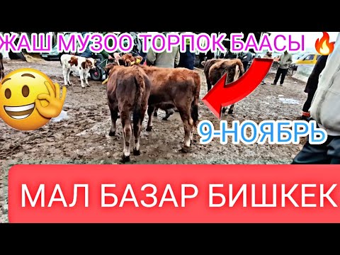 Видео: ЖАШ МУЗОО ТОРПОК КУНАЖЫН БААСЫ ПРИГОРОДНЫЙ МАЛ БАЗАР 9-НОЯБРЬ 2024Ж