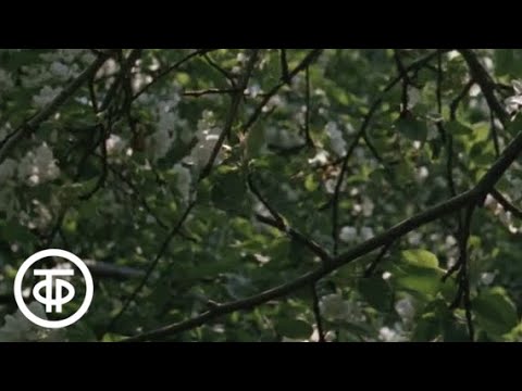 Видео: Май. Из цикла "Двенадцать месяцев" (1977)