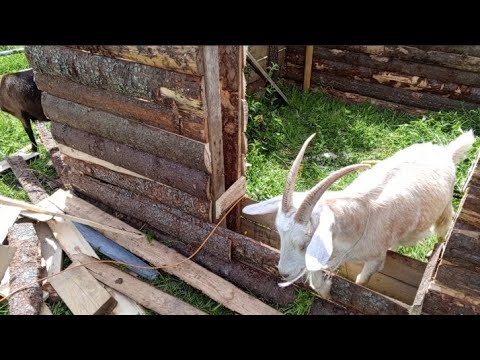 Видео: БАНЯ ИЗ ГОРБЫЛЯ И ОПИЛОК. НАЧАЛО СТРОЙКИ.