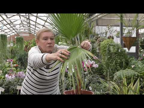 Видео: Пальма Вашингтония (Washingtonia)