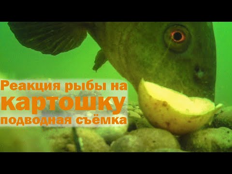 Видео: Реакция рыбы на картошку подводная съёмка