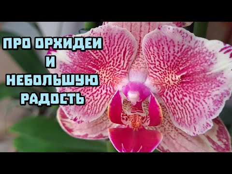 Видео: Мои орхидеи + новички / июнь 2025