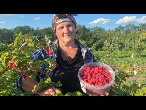 Видео: Малина Феномен 2023