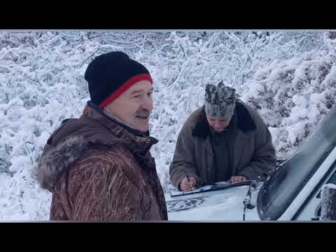 Видео: Воронежские областные испытания лаек по кунице 2021г.