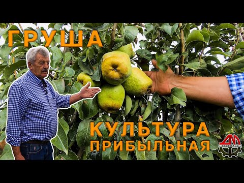 Видео: Груша - культура прибыльная. Малакановский Мичурин