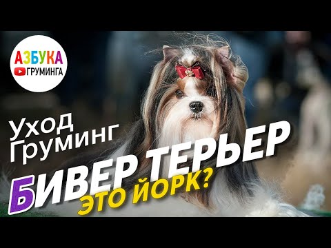 Видео: Бивер-терьер - это йорк? Груминг и стрижка Бивера, содержание и уход