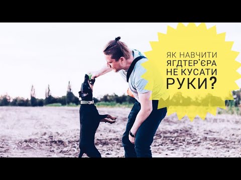 Видео: собака кусает руки - как отучить ягдтерьера и других собак????