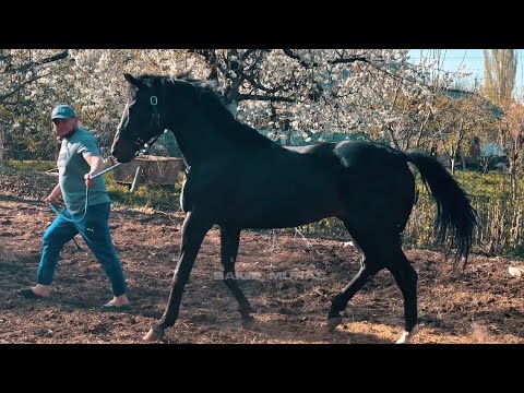 Видео: "Айгырлар" беру́усу.14-чыгарылыш. Тукумун күлүк берген Трон.
