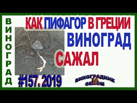 Видео: 🍇 Как ХИТРЫЙ ПИФАГОР ВИНОГРАД  САЖАЛ!  Посадка длинного саженца винограда осенью и весной.