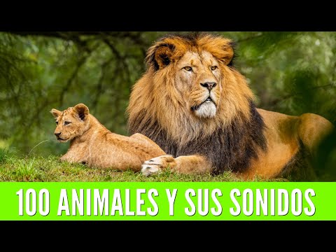 Видео: 100 ЖИВОТНЫХ ДЛЯ ДЕТЕЙ. Учим названия животных и их звуки🦁🐯🐨