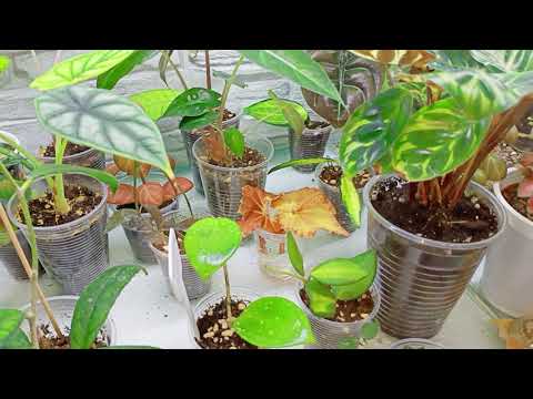 Видео: Обзор комнатных растений 2023 часть3