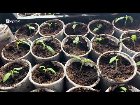 Видео: Чем подкармливаю  молодую распикированную рассаду.