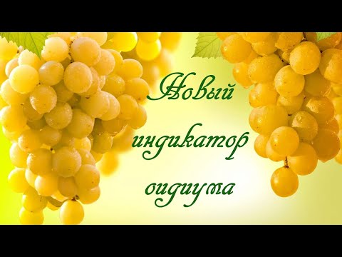Видео: Новый индикатор оидиума