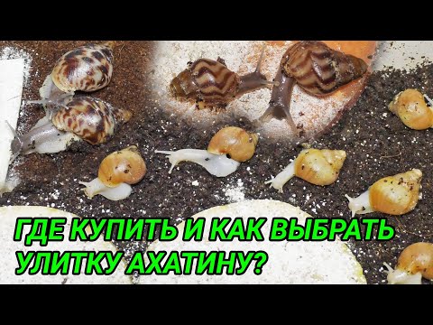 Видео: Где купить улиток ахатин. Как выбрать улитку ахатину