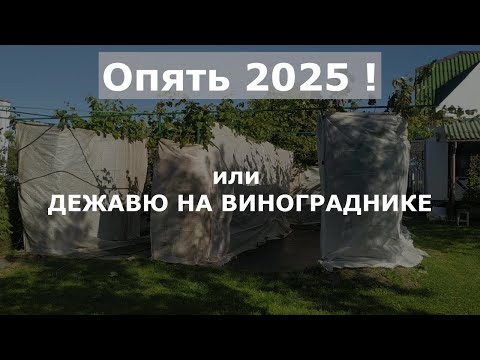 Видео: Виноградник. Гродно. Октябрь 2025. ДЕЖАВЮ. #виноград #виноградник #garden