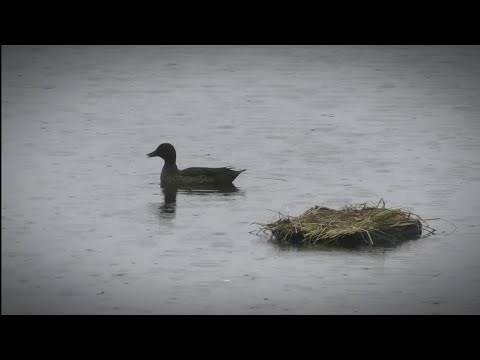 Видео: Первая работа молодых чубарых подсадных уточек. Ну просто красотки!))