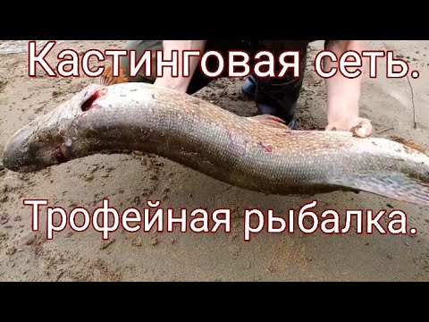 Видео: Трофейная рыбалка на кастинговую сеть. Амереканка 5м.Река Чумыш. Алтайский край.