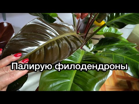 Видео: Мои филодендроны☘️полировка листьев👌