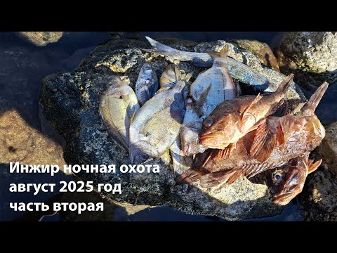 Видео: пляж Инжир ночная подводная охота август 2025 год часть вторая.