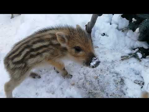 Видео: Кабанчики  растут!!!!