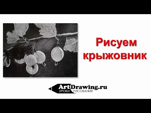 Видео: Как нарисовать крыжовник графитным карандашом