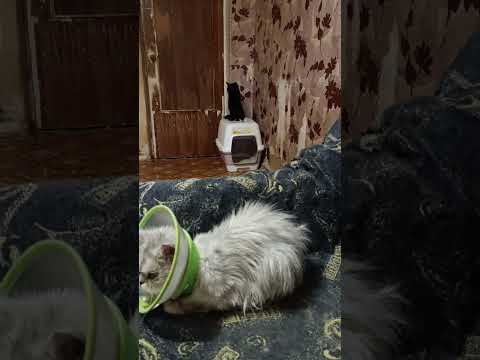 Видео: НОВОСТИ КОШКИНОГО 🏠, 24.09.25