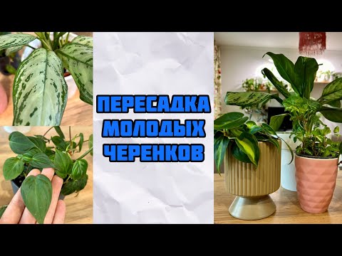 Видео: Выращиваю Огромные Пышные Кусты Из Маленьких Черенков.