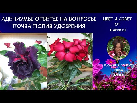 Видео: АДЕНИУМЫ КАК Я ЗА НИМИ УХАЖИВАЮ | Адениумы уход в домашних условиях видео