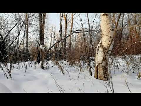 Видео: про приманки для соболя