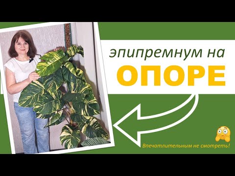 Видео: МОХОВАЯ ОПОРА (ТОТЕМ). Обрезаем эпипремнум, увеличиваем опору
